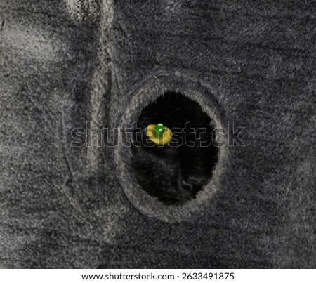 Grim the cat hiding perturbed 