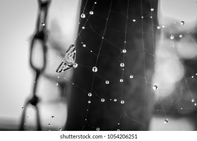 Grim Photo Of A Small Bug Caught In A Web - Giving The Feeling Of Helplessness Or The Feeling Of Being Stuck And Awaiting Fate.