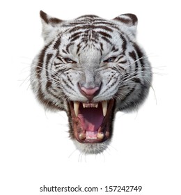 Grin of a white bengal tiger. Mask of a biggest and most dangerous cat of the world. Severe beast shows his fearful fangs. Mighty raptor, isolated on white background.