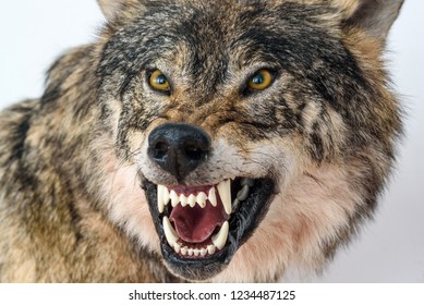 grin of a wolf close up - Shutterstock ID 1234487125