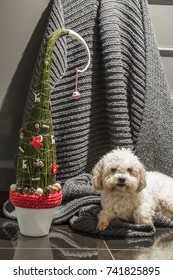 Grinch Tree With White Dog On Dark Background