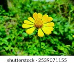 Grindelia is a genus of native American plants belonging to the Asteraceae family. The genus is named after the Latvian botanist David Hieronymus Grindel, 1776–1836.