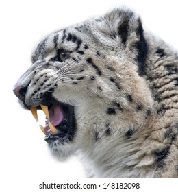 Grinned female of snow leopard. Side face portrait of a beautiful big cat. A dangerous beast with bare fangs