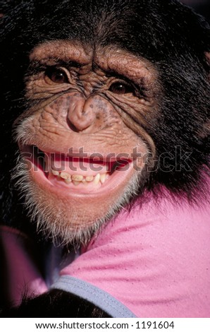 GRINNING CHIMP