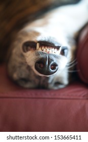 Grinning Galgo Espanol