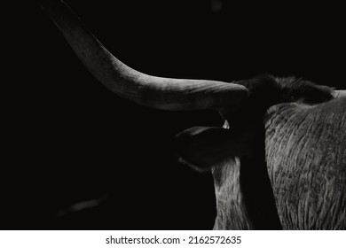 Grit Texture Of Texas Longhorn Cow Horn Close Up, Isolated On Black Background For Tough Cow On Farm Concept.