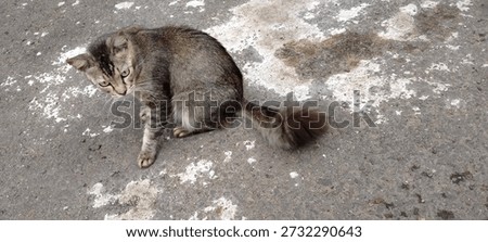 Gritty Paws, Soft Heart: A Stray Cat’s Life in the City