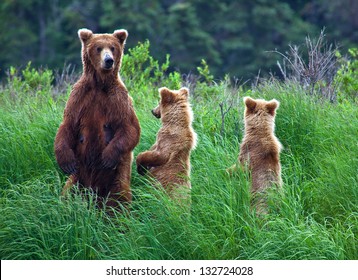 Grizly Bears At Katmai National Park, Alaska, USA