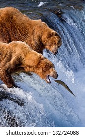 Grizly Bears At Katmai National Park, Alaska, USA