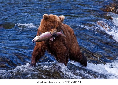 Grizly Bears At Katmai National Park, Alaska, USA