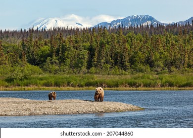 Grizly Bears At Katmai National Park, Alaska, USA