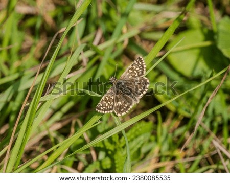Grizzled Skipper Butterfly on Grass Stock photo © 