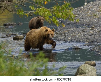 Grizzlies Feeding for Salmon.  When salmon migrate up Alaskan streams to spawn, grizzly bears gather to feed on them.  On Kodiak Island, dozens of bears congregate in small areas.