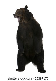 Медведь Гризли, 10 лет, стоя вертикально на белом фоне