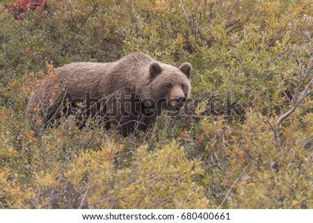 Similar – Brown Bear Biologist