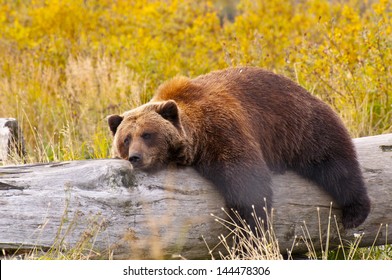 A Grizzly Bear in Alaska taking a rest on a fallen tree.