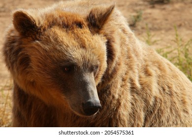 Grizzly Bear Alaska Wild Animals In Wild Nature