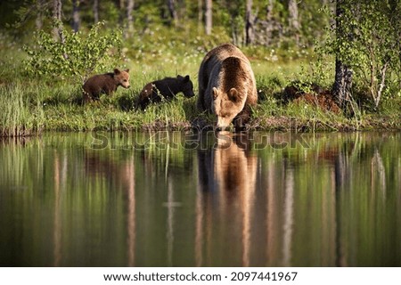 Similar – Brown Bear Adventure