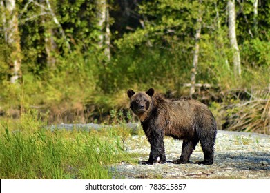 Grizzly Bear In The Bella Coola River, Northern British Columbia, Canada