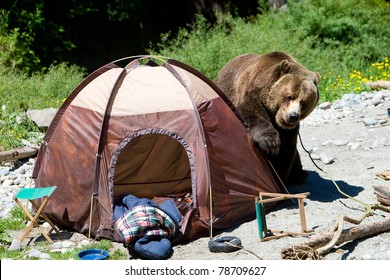 Grizzly Bear In A Campsite