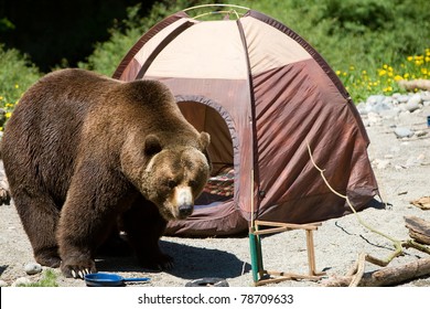 Grizzly Bear In A Campsite