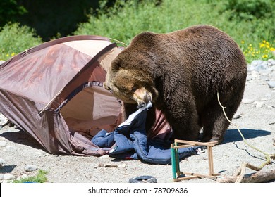 Grizzly Bear In A Campsite