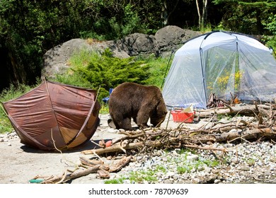 Grizzly Bear In A Campsite