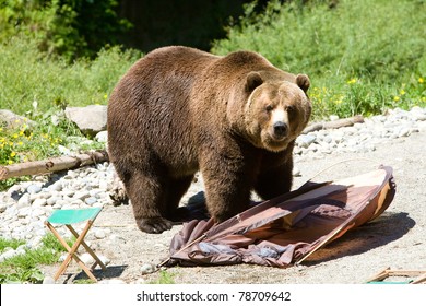 Grizzly Bear In A Campsite