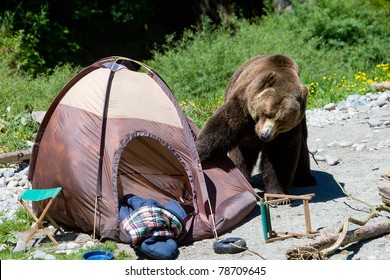 Grizzly Bear In A Campsite