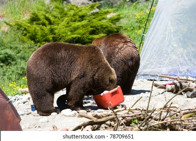 Grizzly Bear In A Campsite