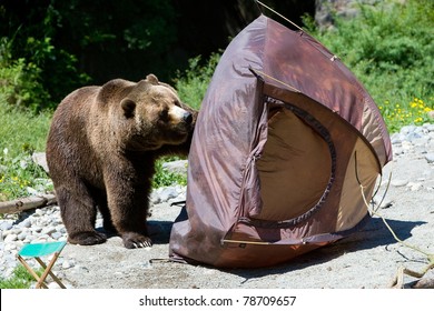 Grizzly Bear In A Campsite