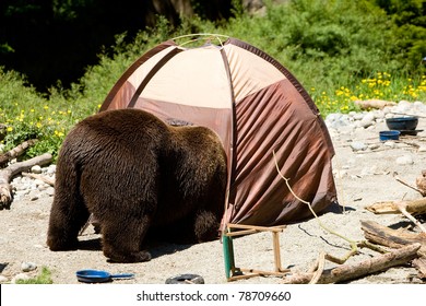 Grizzly Bear In A Campsite