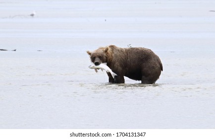 Grizzly Bear Catching A Fish At Lake Clark National Park, Alaska