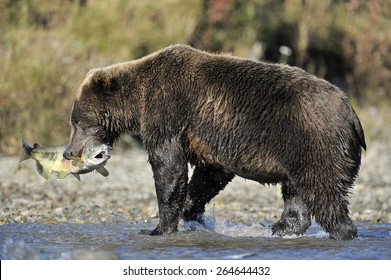 Grizzly Bear Catching Fish In Water.