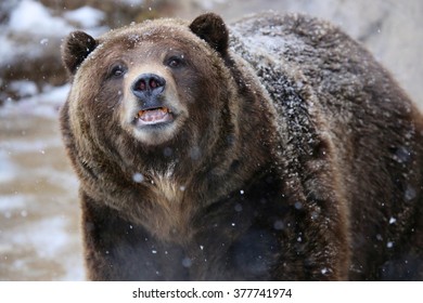 Grizzly Bear Close Up With Snow