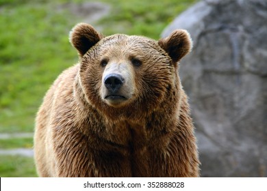 Grizzly Bear Closeup