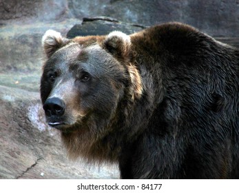 Grizzly Bear Color Stock Photo 84177 | Shutterstock