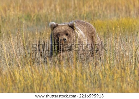 Similar – Brown Bear Biologist