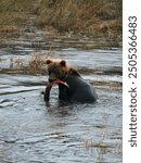 Grizzly bear cub  learning to fish salmons in Katmai National Park, Alaska.