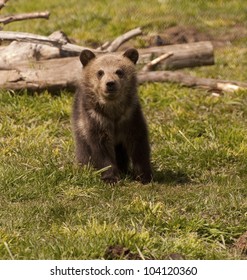 15,569 Grizzly bear cub Images, Stock Photos & Vectors | Shutterstock