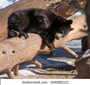 Grizzly Bear Cub In Yellowstone