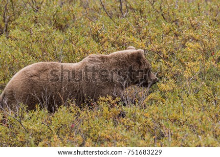 Similar – Brown Bear Biologist