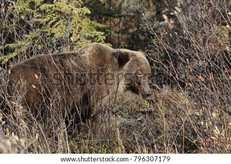 Similar – Brown Bear Biologist