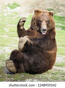 Grizzly Bear Doing A Funny Yoga Pose While Waving To His Audience 