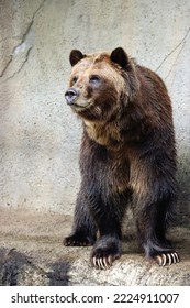 Grizzly Bear Face Looking Large Carnivore Animal Big Fluffy Fur And Cute Ears Dangerous Looking Animal Outdoors In Natural Lighting