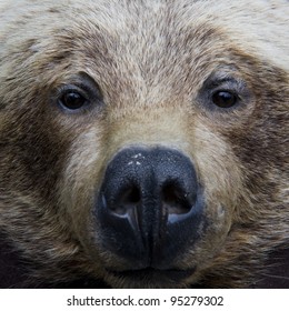 Grizzly Bear Face Shot
