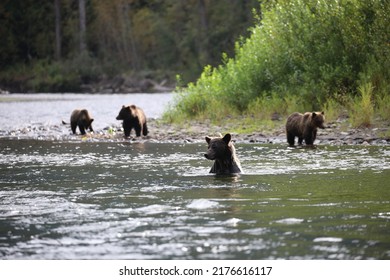 Grizzly Bear Family Feeding On Salmon, In Bella Coola Canada