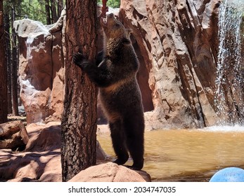 Grizzly Bear Fish Lunch Time