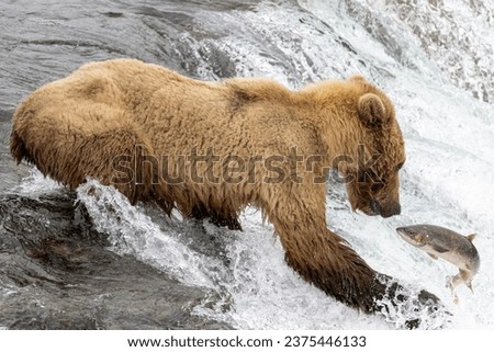 A grizzly bear fishing for salmon at Brooks Falls, Katmai National Park and Preserve, Alaska on July 21, 2023.  

Each summer bears gather in Katmai National Park to feed on the abundance of salmon.  