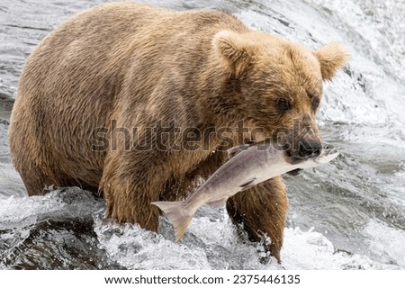 A grizzly bear fishing for salmon at Brooks Falls, Katmai National Park and Preserve, Alaska on July 21, 2023.  

Each summer bears gather in Katmai National Park to feed on the abundance of salmon.  